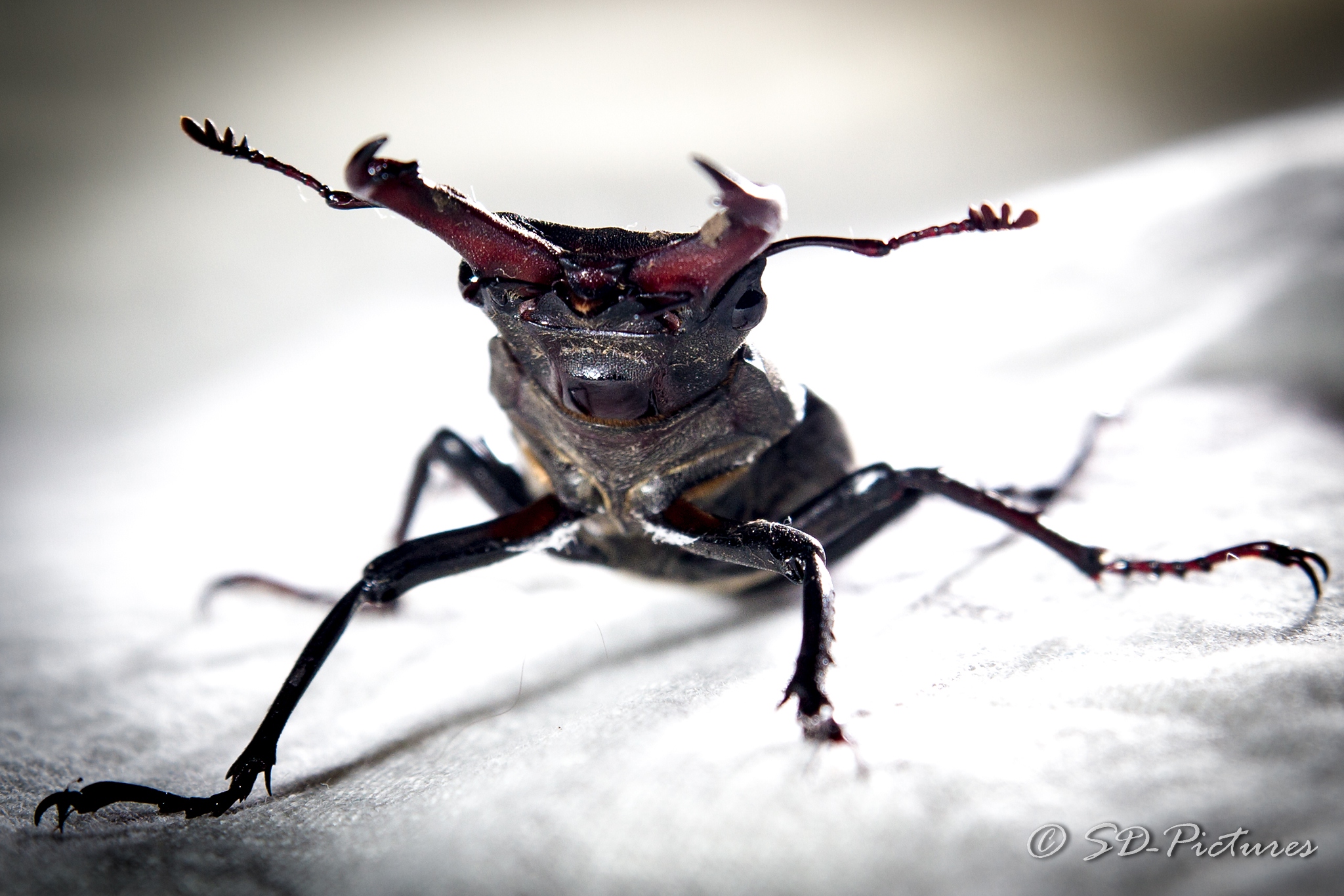 WEB SDP 1445 2 Kopie